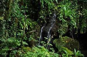 La ricca vegetazione e lo scorrere dell'acqua danno l'impressione di trovarsi in una foresta tropicale