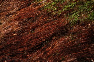 La biodiversità è una costante per questo fiume che vede numerose specie vegetali lungo il suo percorso