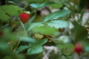 Le fragoline di bosco sono tra i tanti frutti di bosco che crescono spontanei lungo l'Aniene