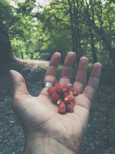 Passeggiando lungo l'Aniene si possono raccogliere molti frutti, tra questi le fragoline di bosco