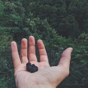 Alcune more colte seguendo il fiume