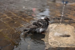 Il bagno del piccione alla fontanella