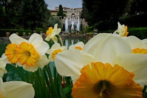 Lo splendore delle fontane della Villa D'Este di Tivoli è dato dalla potenza dell'Aniene