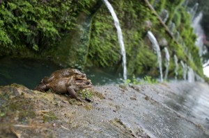 la natura e l'arte si fondono a Villa D'Este