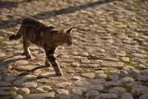 il gatto di Collalto Sabino