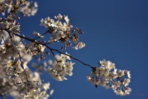 Un ramo di ciliegio completamente coperto da fiori