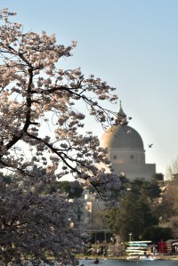 Un sakura fa da cornice alla basilica dei Santi Pietro e Paolo nel quartiere EUR