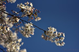 Un ramo di ciliegio fiorito si staglia contro il cielo azzurro