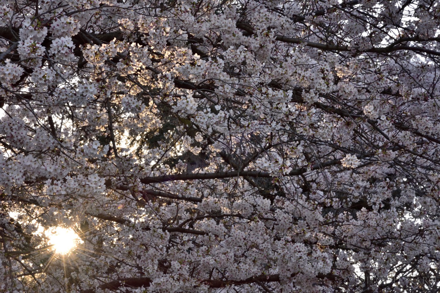 I raggi di sole filtrano attraverso i fiori di un ciliegio
